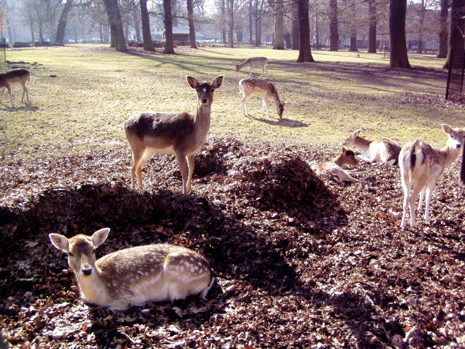 Animals nature wildlife