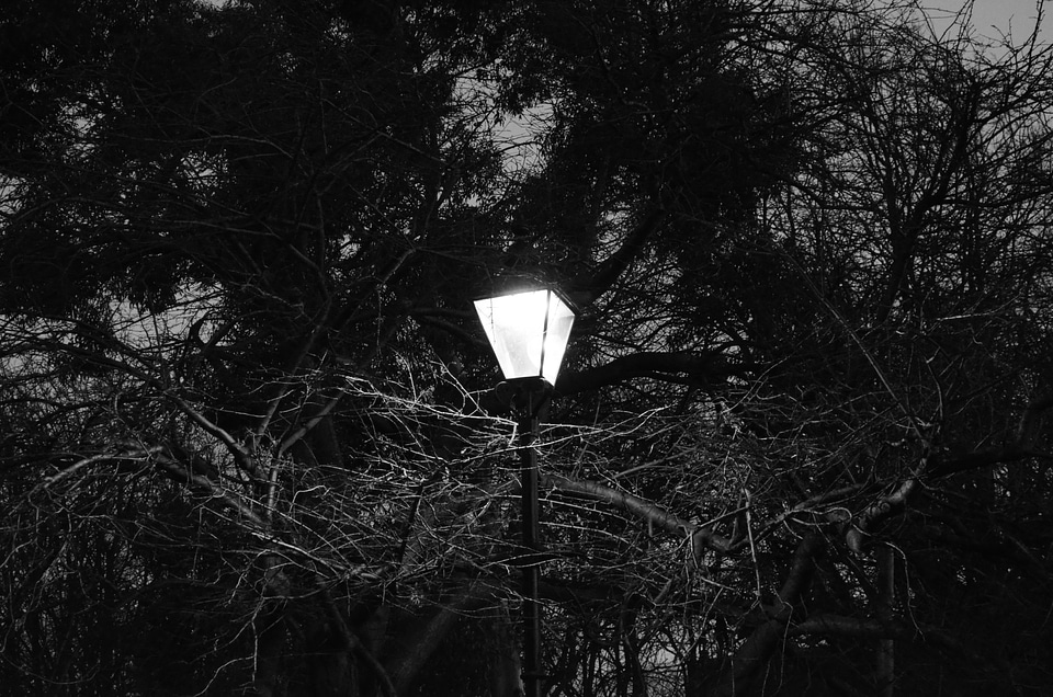 White dark tree