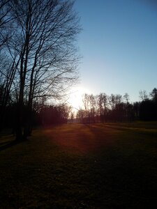 Trees sun spring