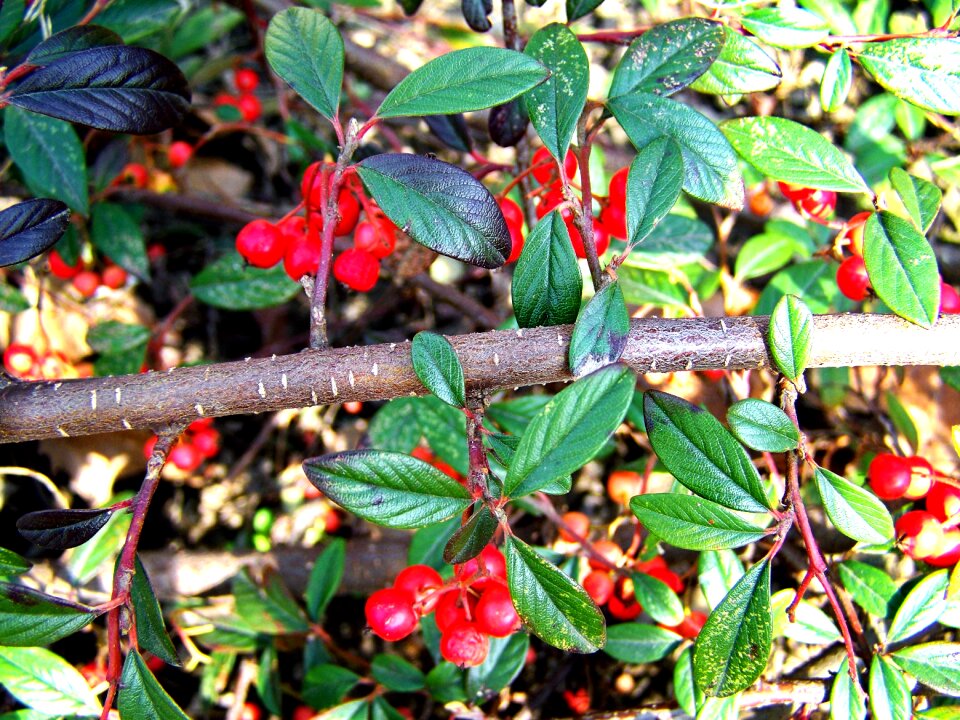 Evergreen red berry nature