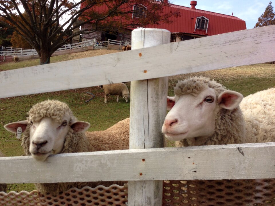 Ranch japan fence