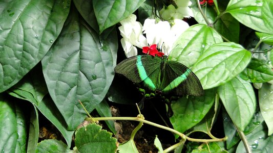 Butterfly nature insect