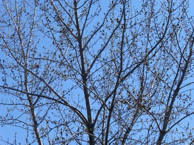 Sky clear blue