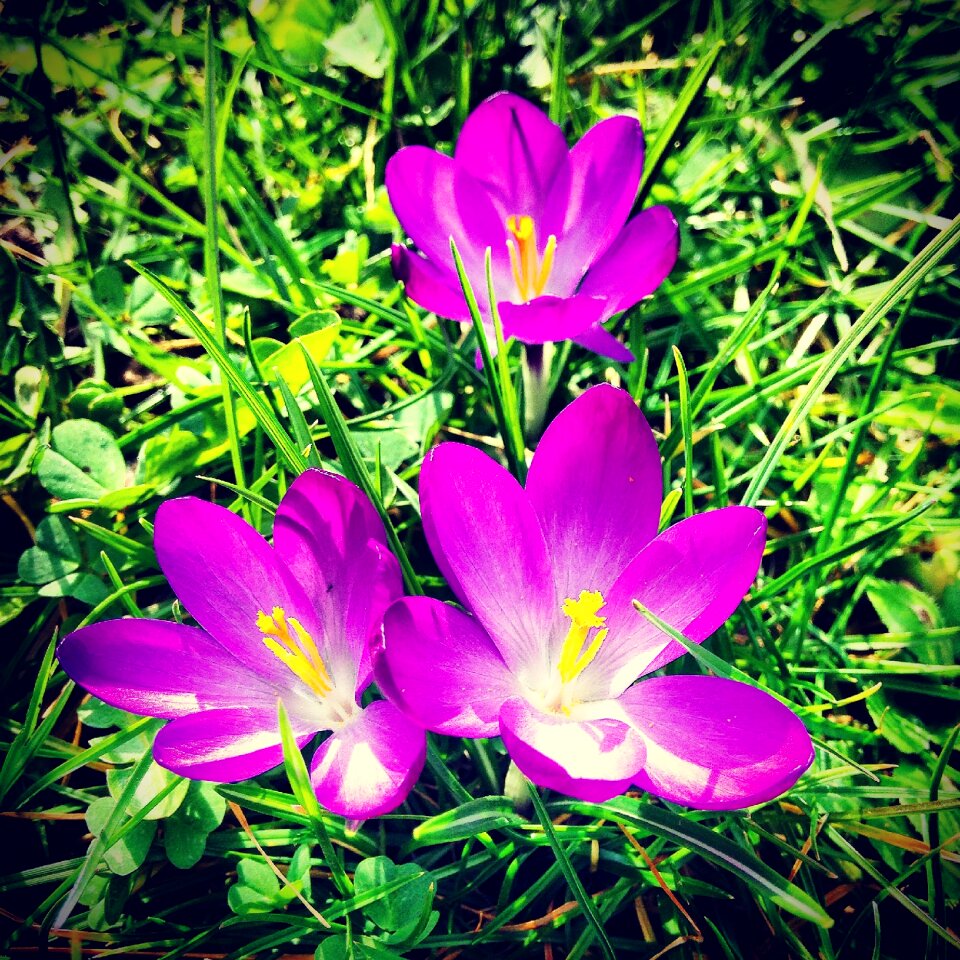 Spring crocus flowers