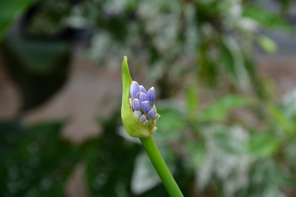 Nature garden spring