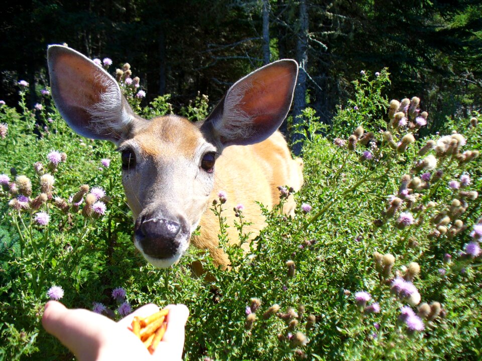 Deer feed anticosti island