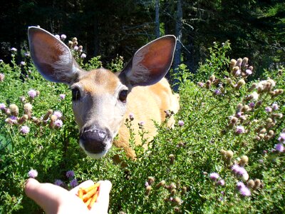 Deer feed anticosti island