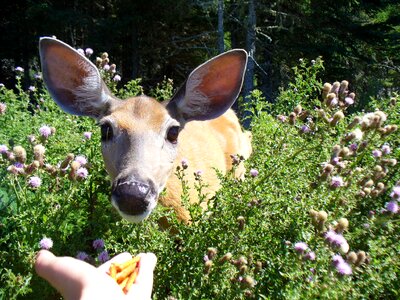 Deer feed anticosti island photo