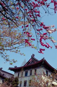 Spring jimingsi cherry blossom