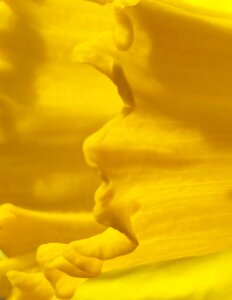 Spring flower nature