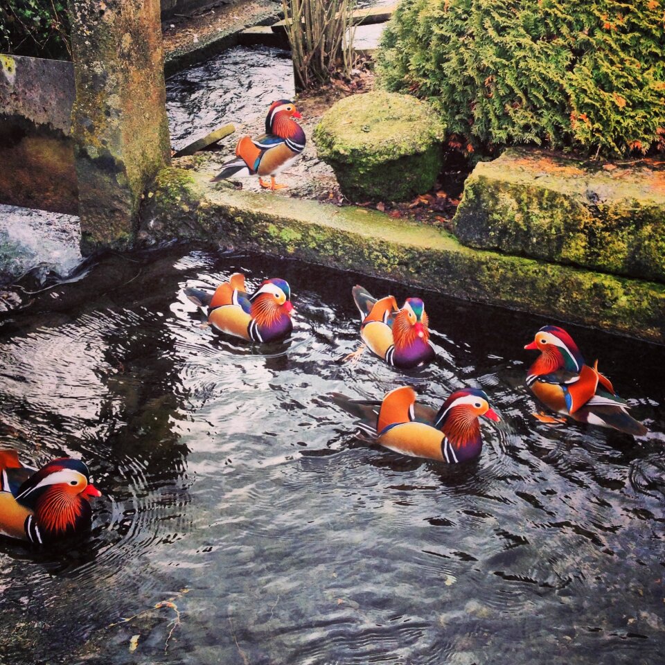 Cute pond colorful