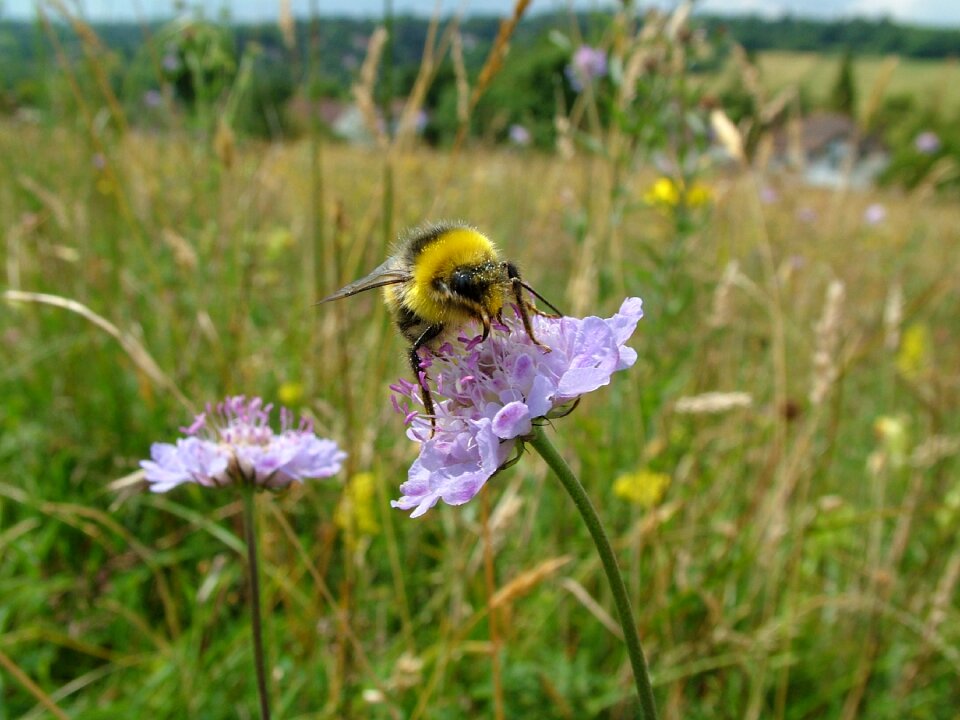 Bee nature insect