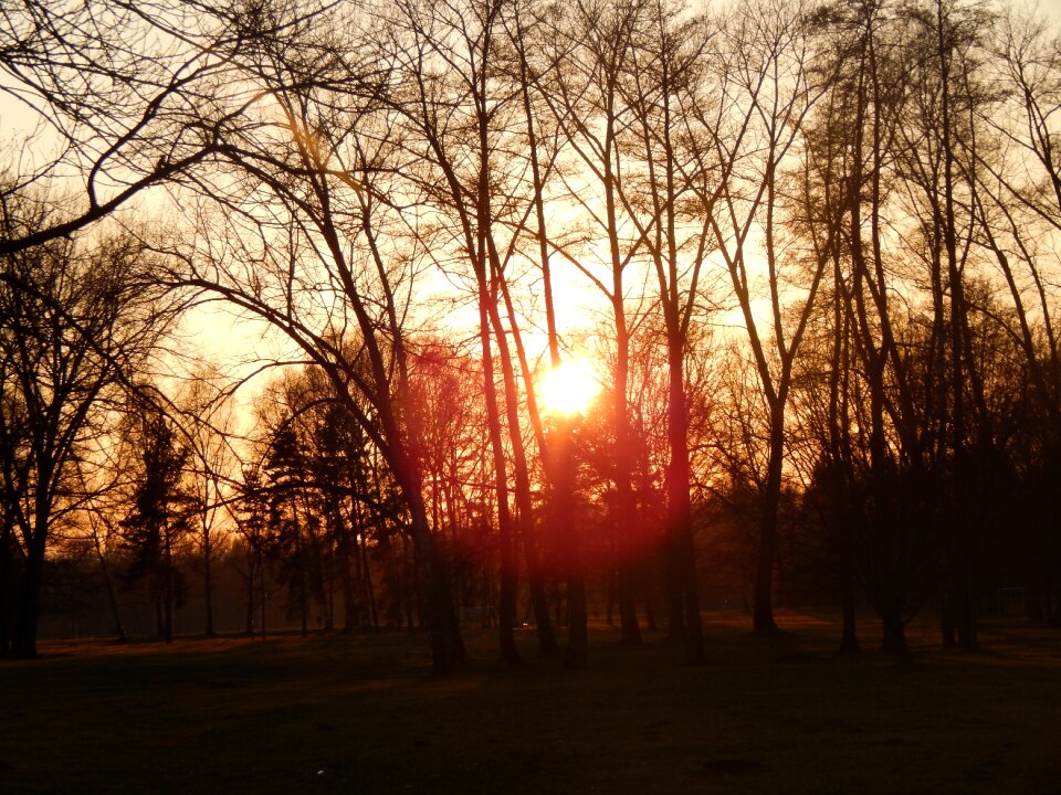 Spring stromovka trees