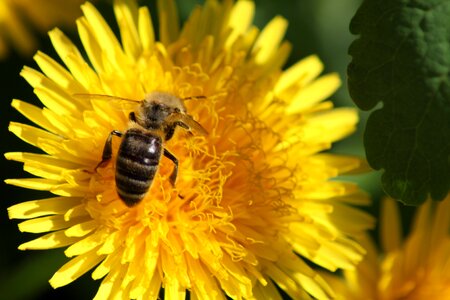 Summer yellow bee photo