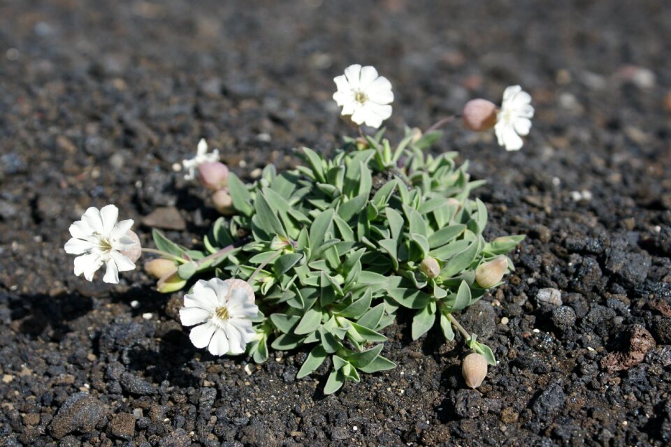 Iceland flowers lava