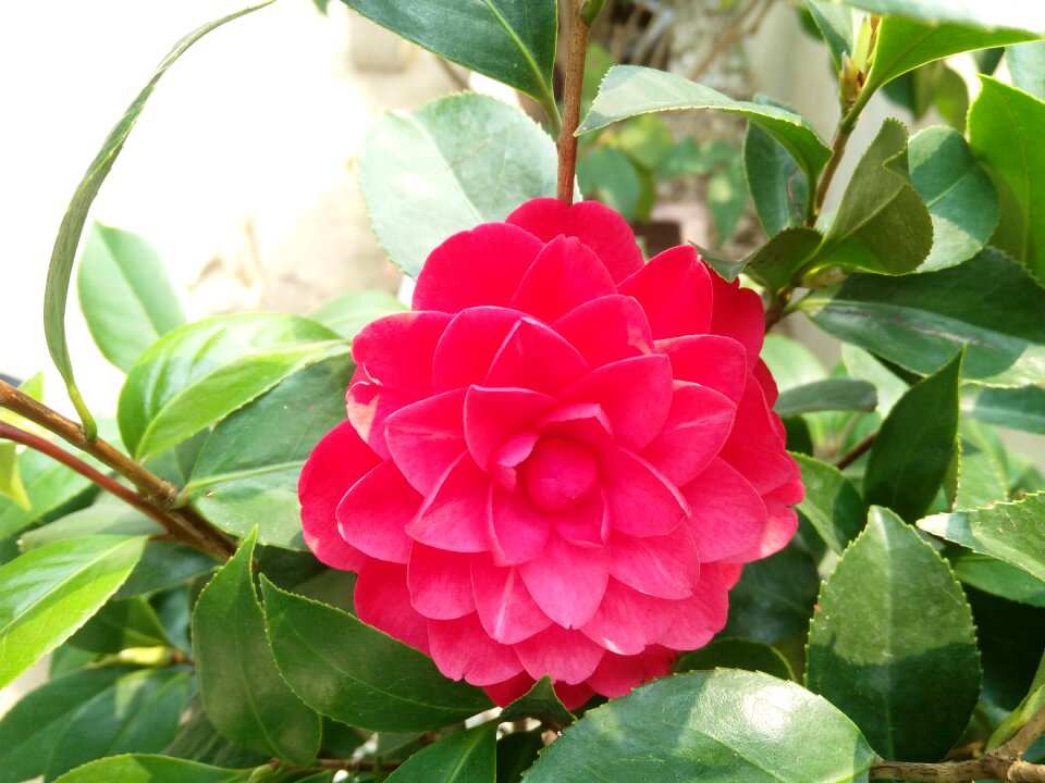 Flower camellia tea flower