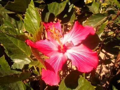 Flower ibisco nature photo