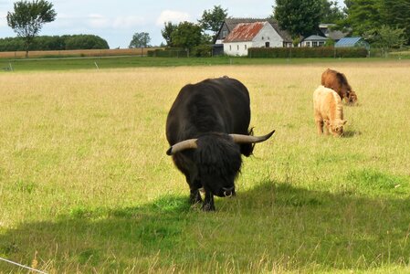 Bull countryside
