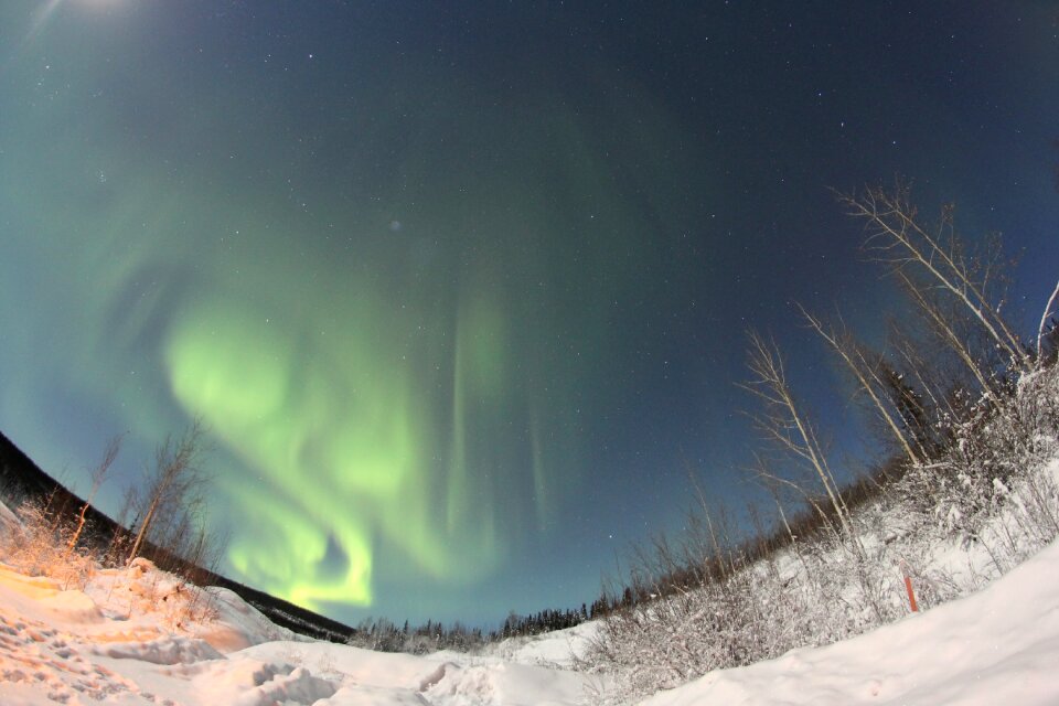 Night nature green