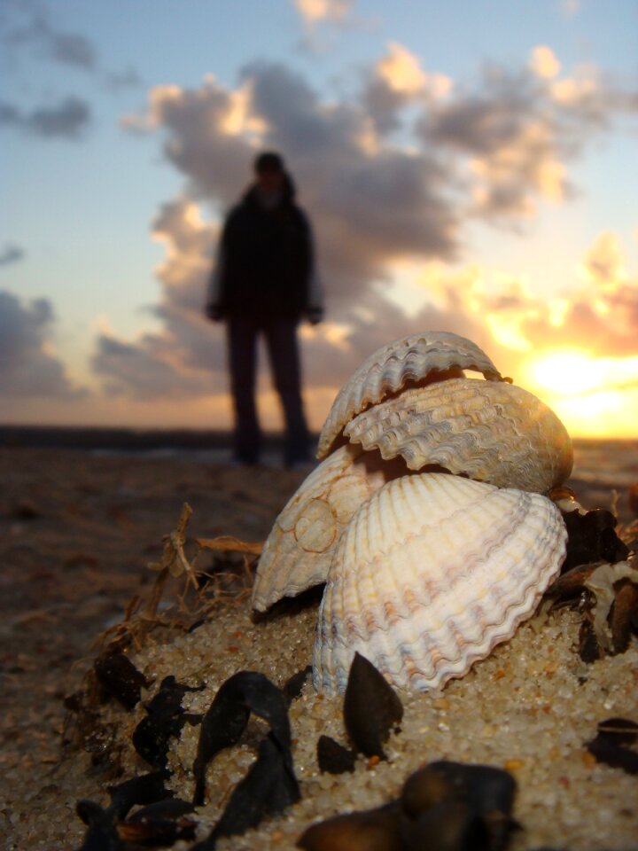 Mussel shells sand beach flotsam