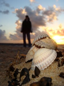 Mussel shells sand beach flotsam photo