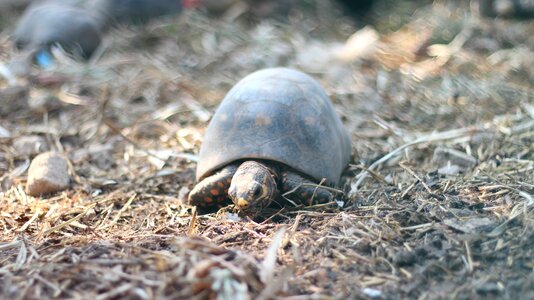 Animal reptiles species