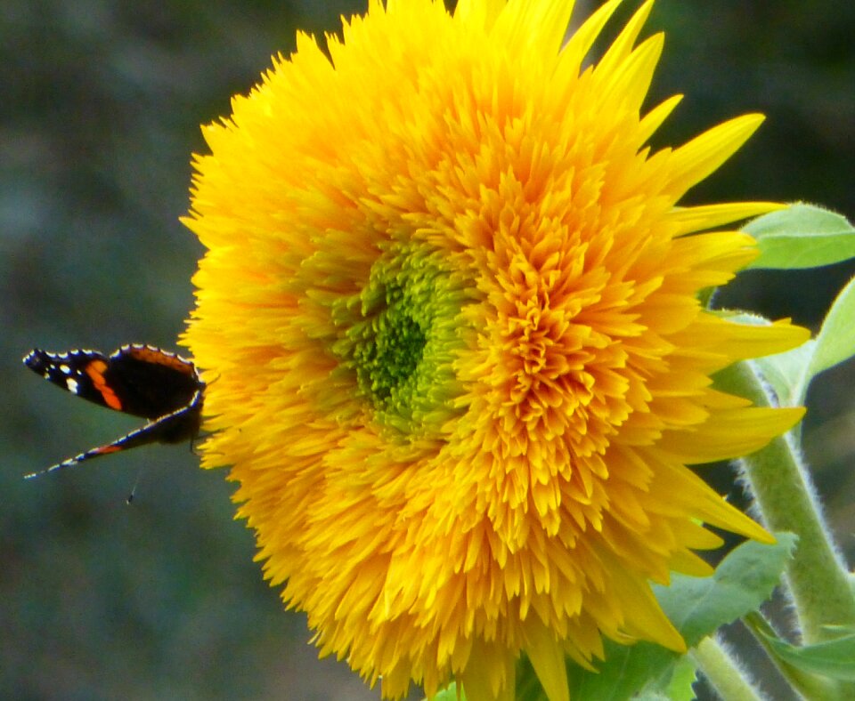 Harvest blooming bright