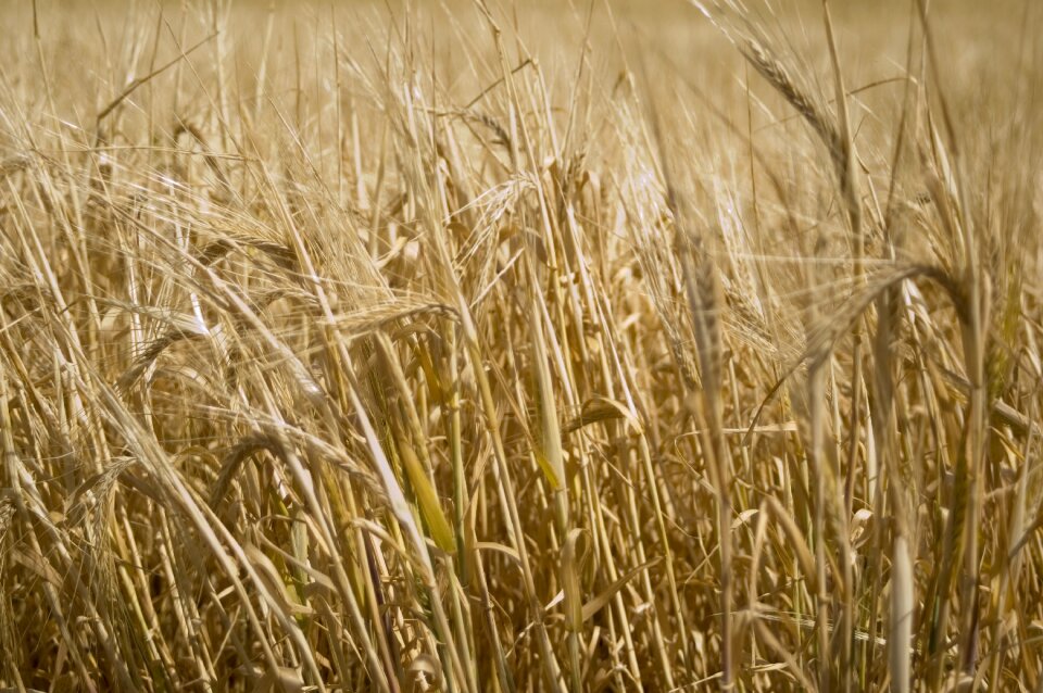 Field sunny nature