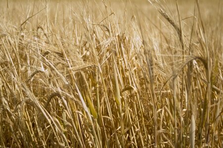 Field sunny nature