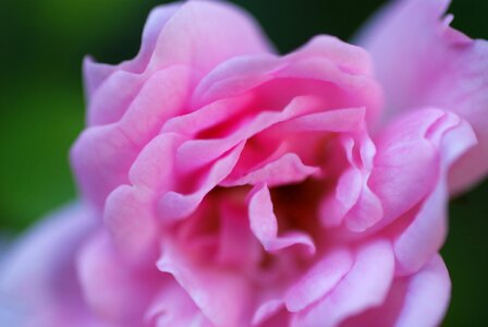 Flower pink rose erblühend