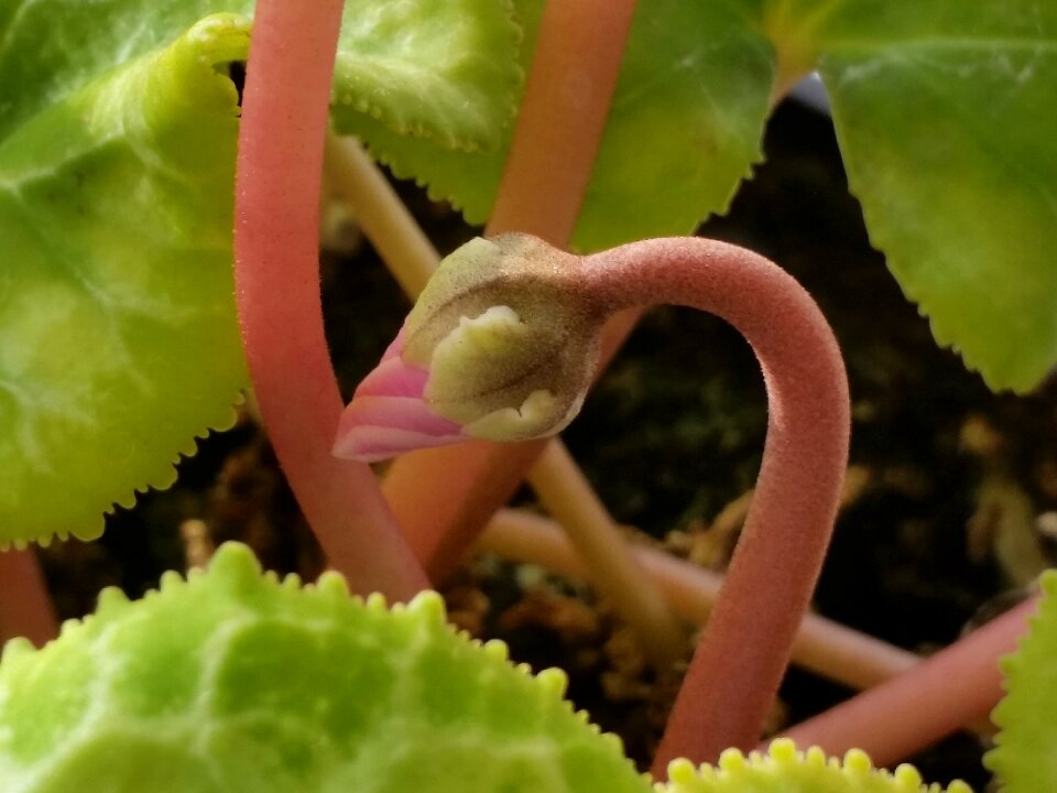 Newness nature pink