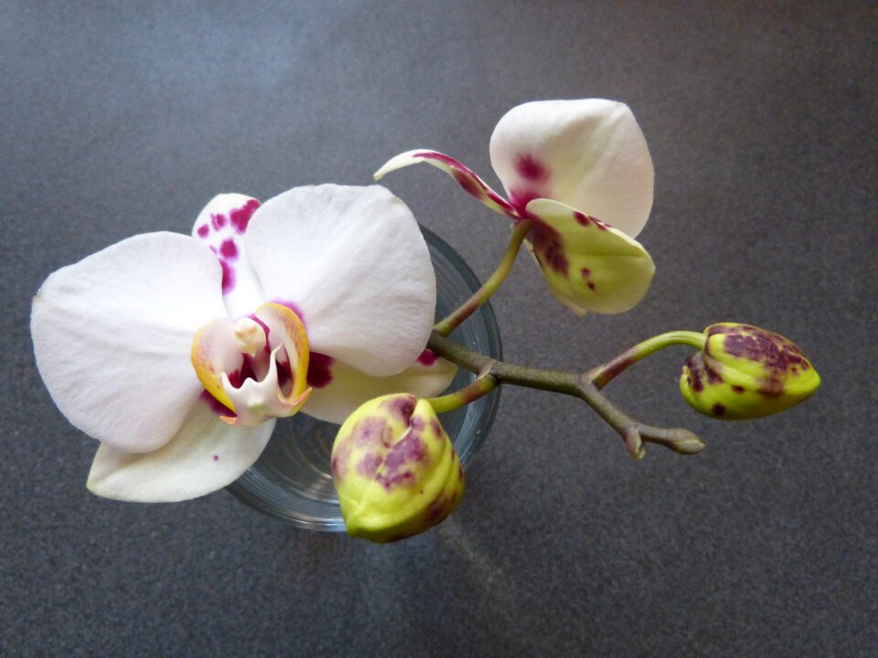 Speckled blossom bloom