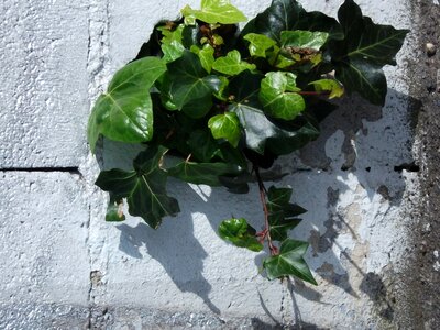 Shrub wall vegetation