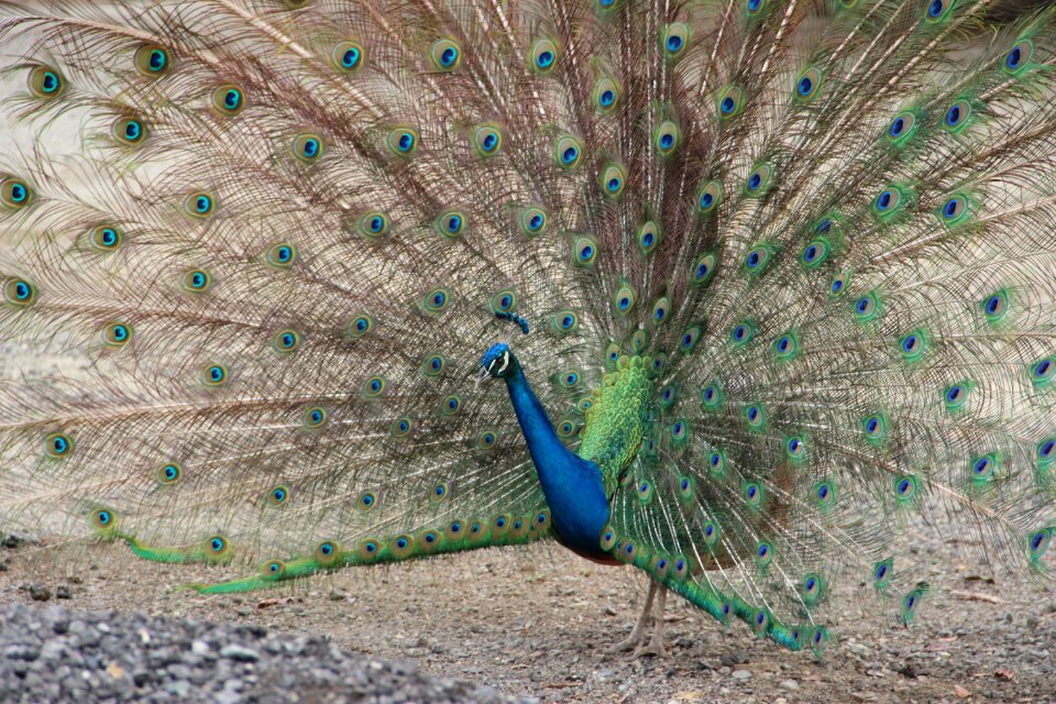 Peacock ave feathers