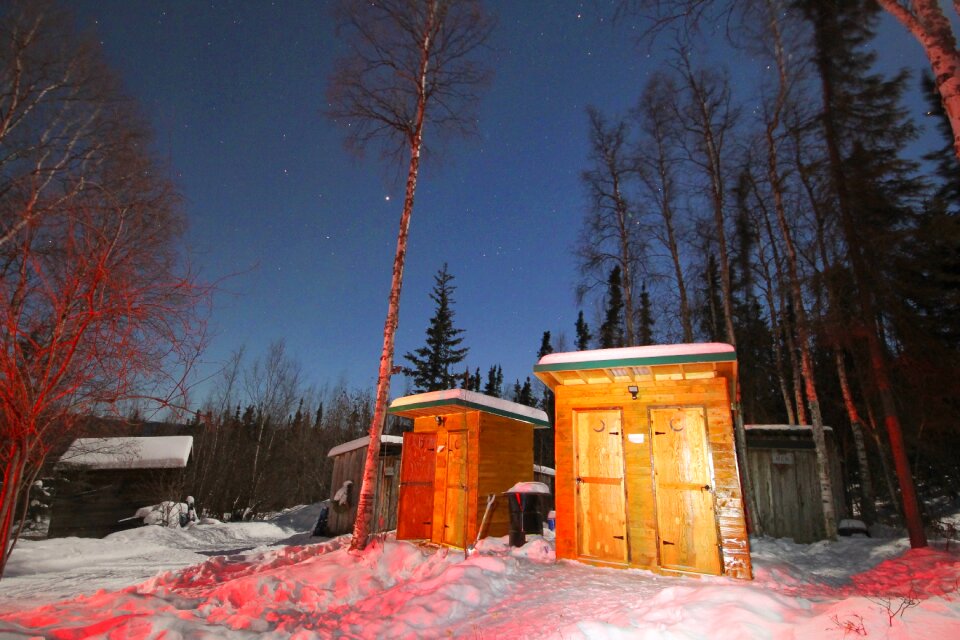 Alaska forest nature
