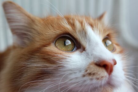 Feline portrait of cat cat face photo