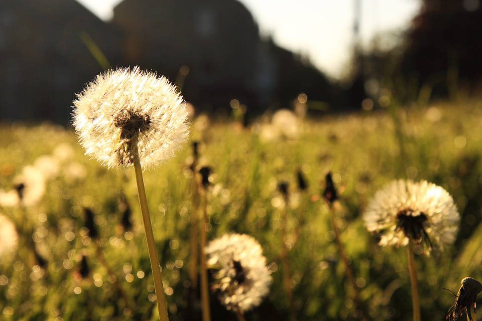 Flower grass light