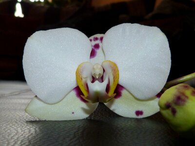 Closeup close up flower