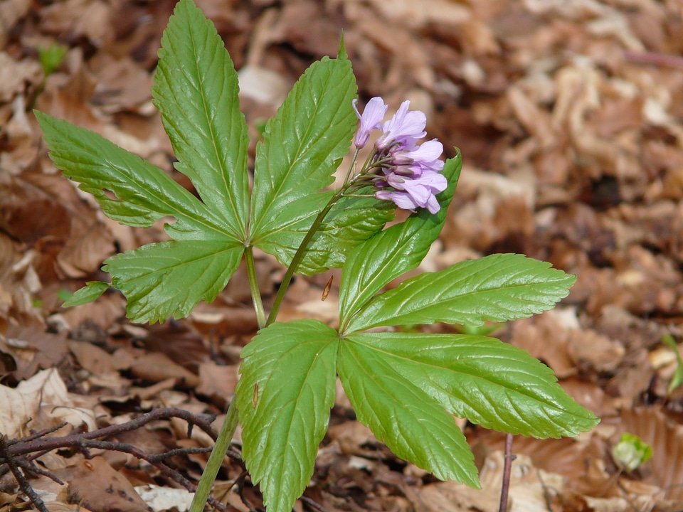 Card amines pentaphyllos dentaria pentaphyllos flower