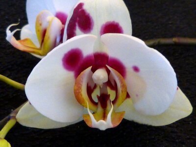 Closeup close up flower