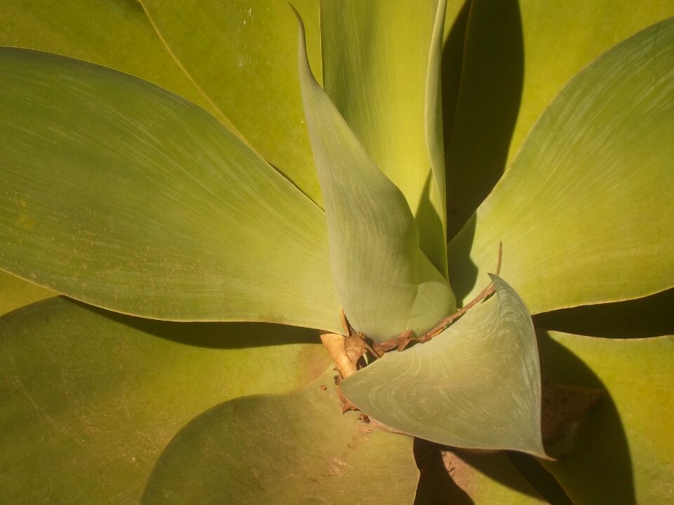 Leaves green vegetation