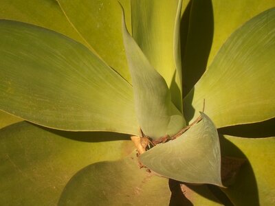 Leaves green vegetation