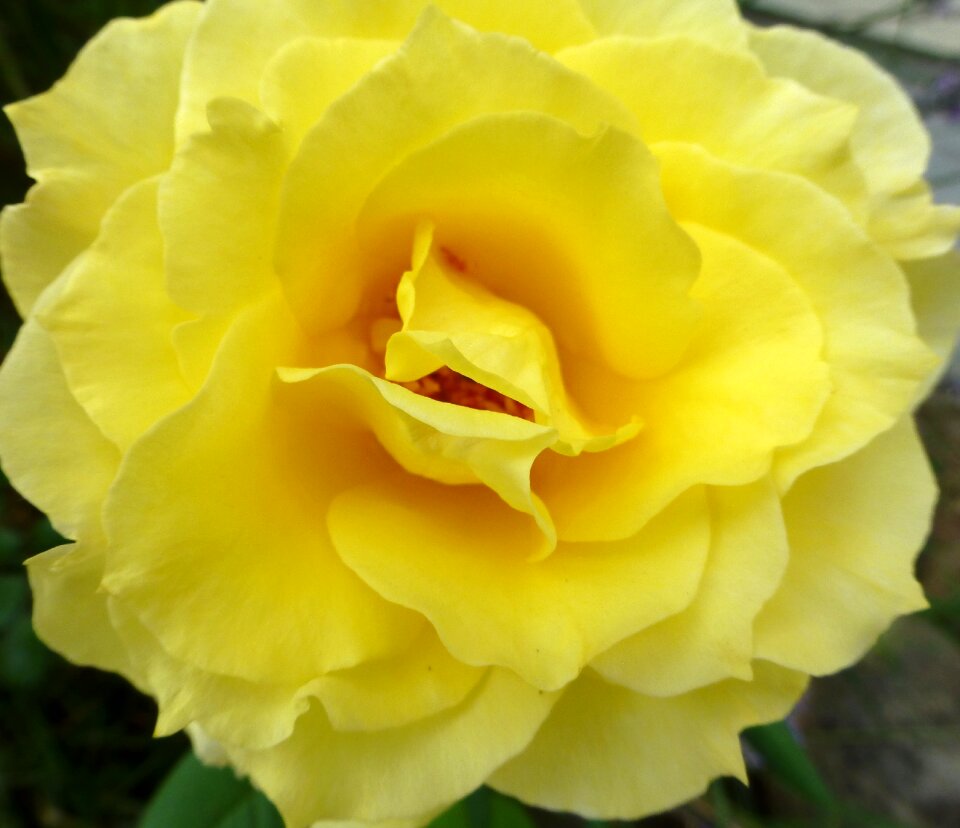 Summer spring petals