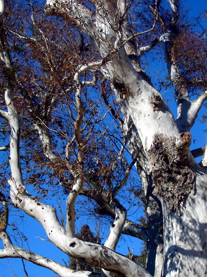 Section nature log
