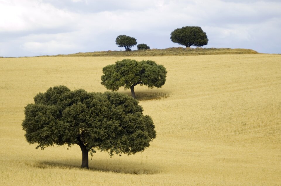Trees nature castile la mancha