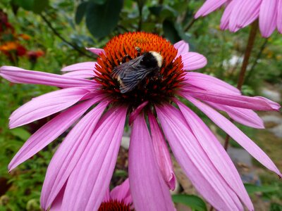Summer bee pollinator
