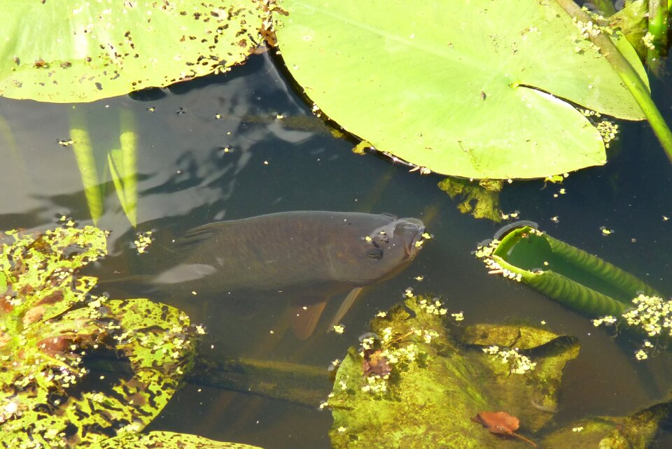 Pond nature