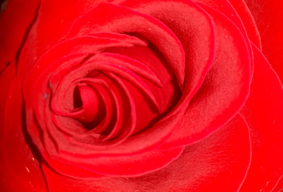 Flower love romance