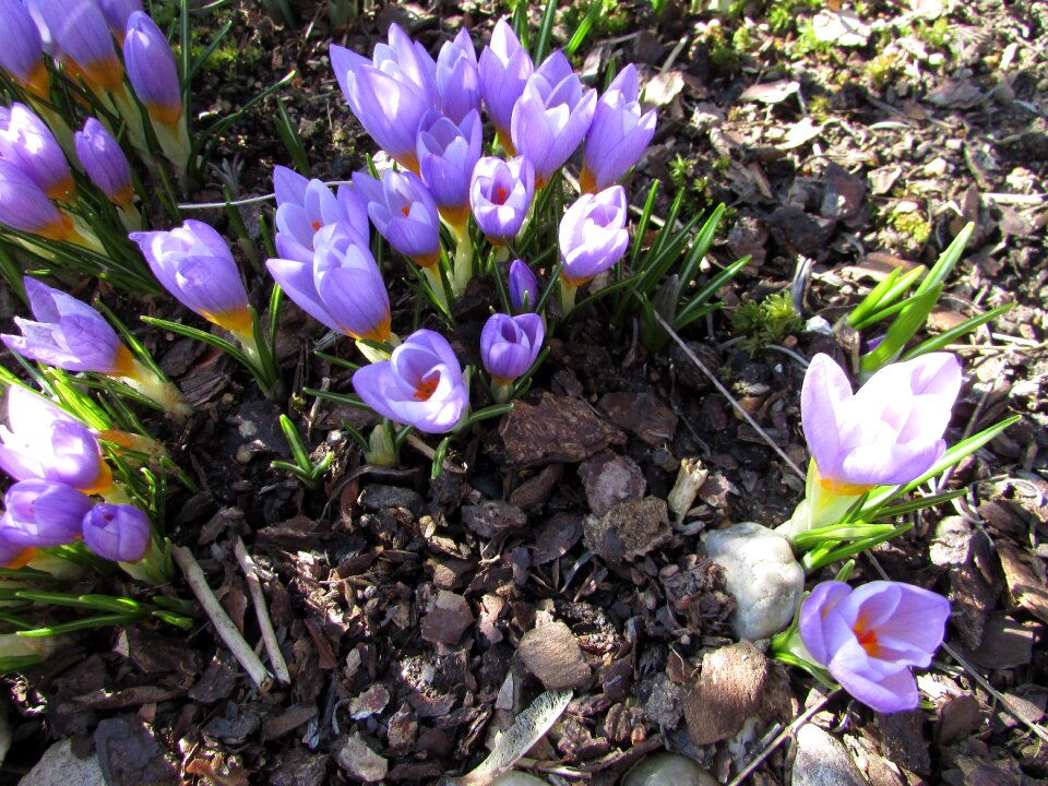 Bühen flora close up