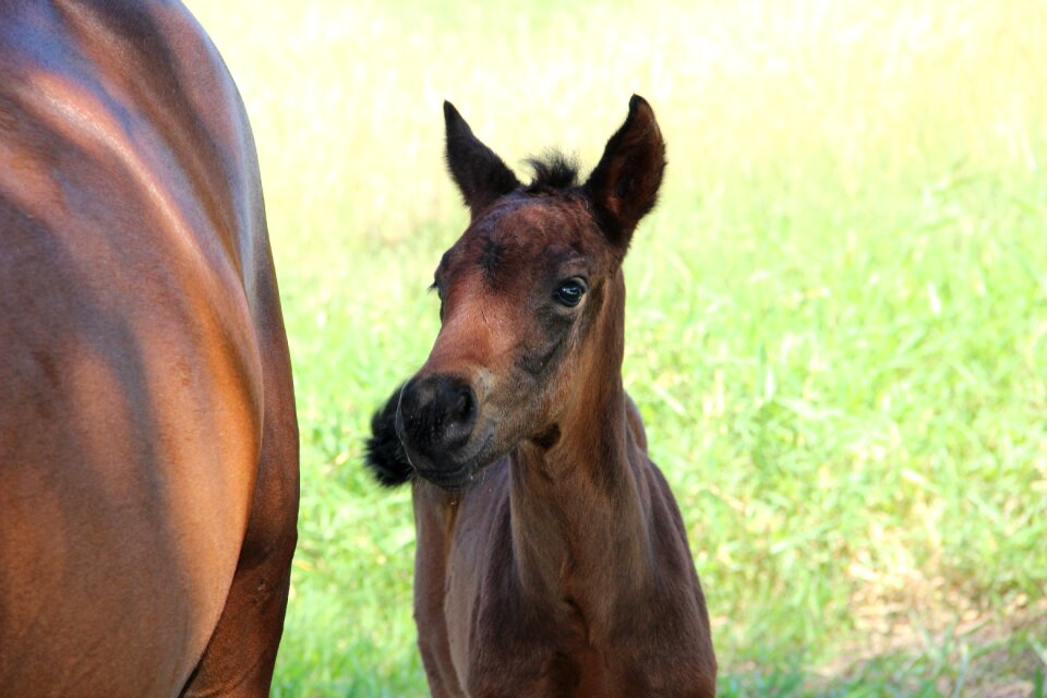Horses potranco colt
